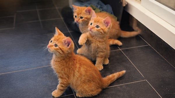 ThePipeline_Blog_26Mar6